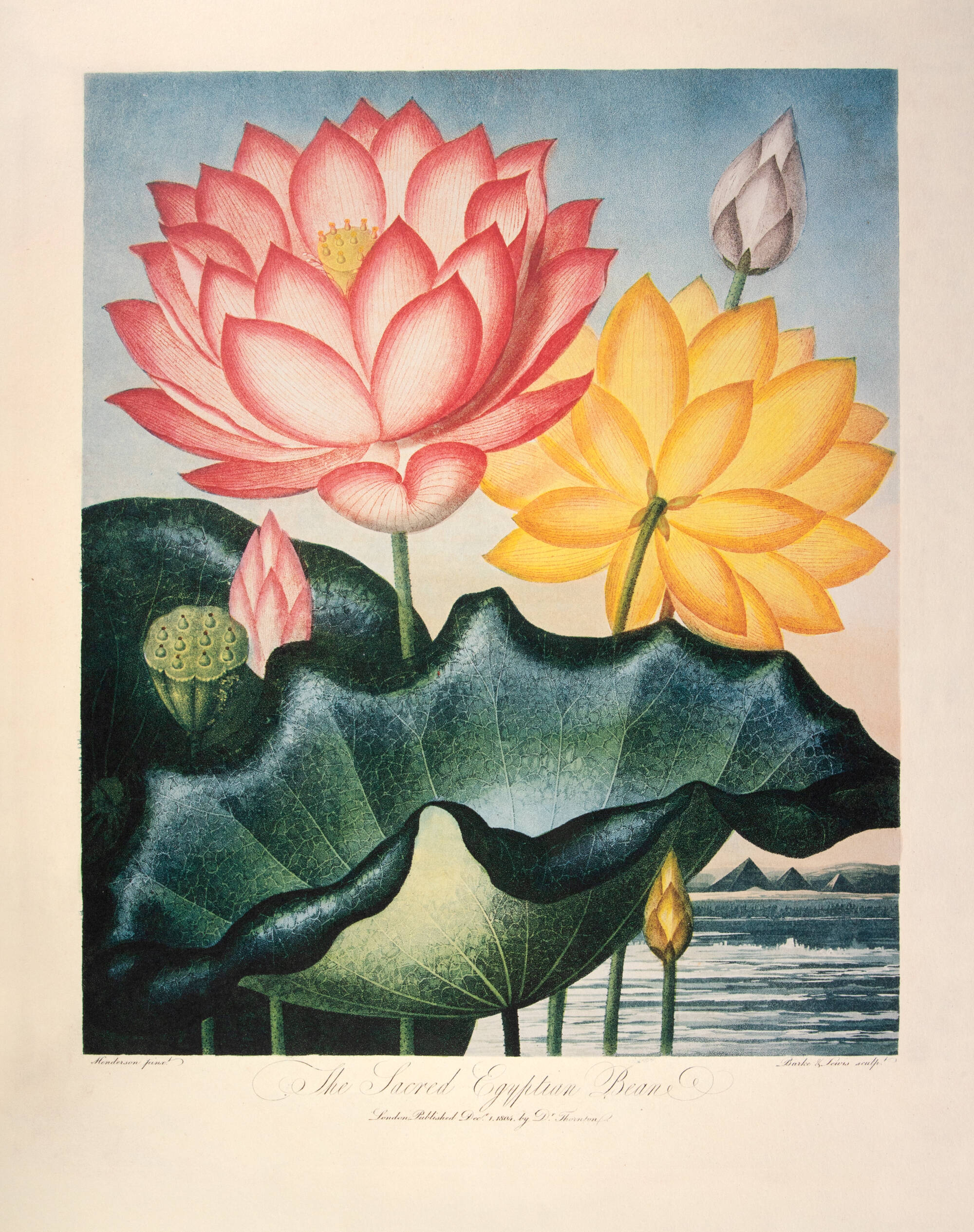 Color print of pink and yellow flowers with large green lilypad like leaves called the Sacred Egyptian Bean.